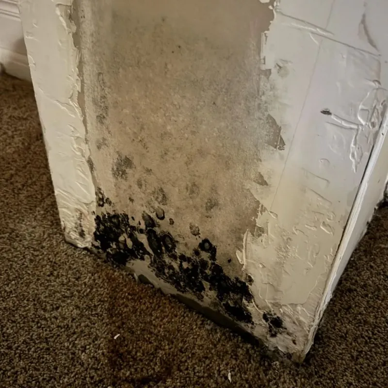 Professional Mold Removal in Garden City, MI